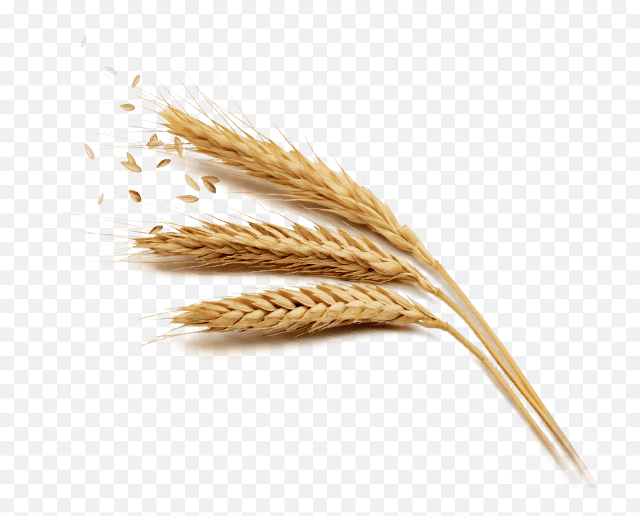 Grain Png Hd - Wheat Png,Grain Texture Png
