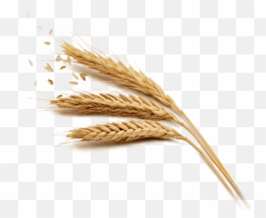 Grain Png Hd - Wheat Png,Grain Texture Png