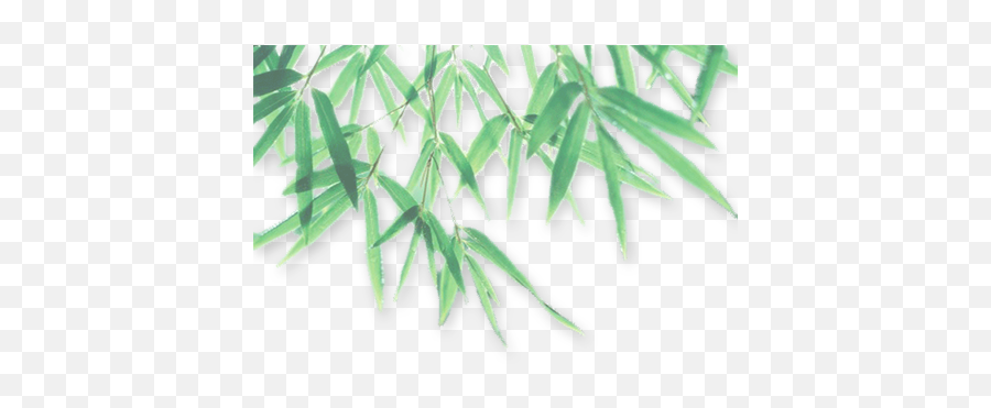 Download Bamboo Leaf Png Photo 055 - Free Transparent Png Transparent Png Leaves Shadow,Palm Tree Leaves Png