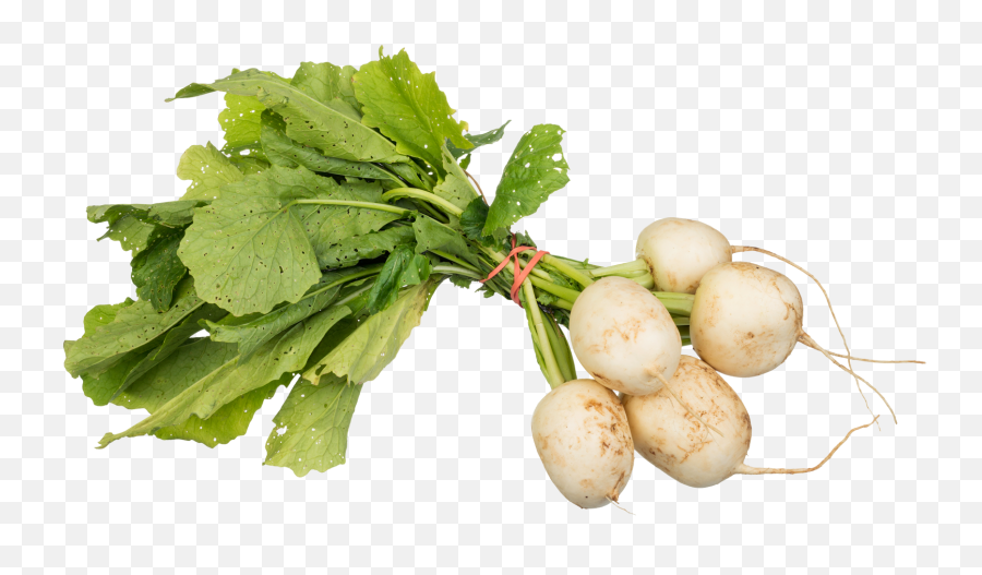 Download Turnips Png Image For Free - Turnips Png,Vegetables Transparent Background