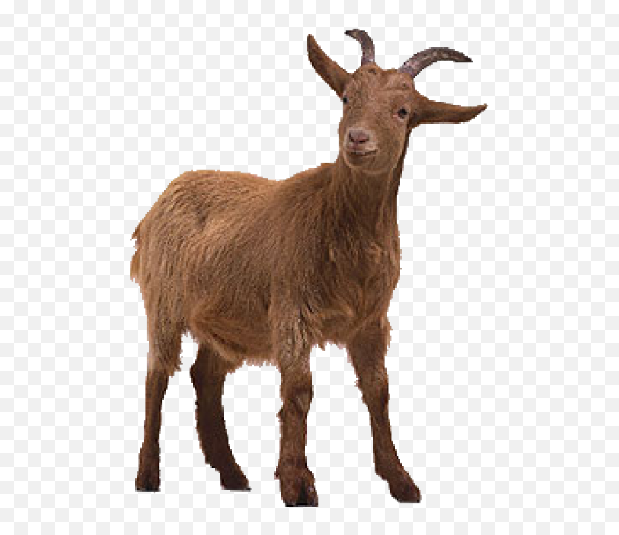 Goat Free Png Image Download 7 Images - Goat On Transparent Background,Goats Png