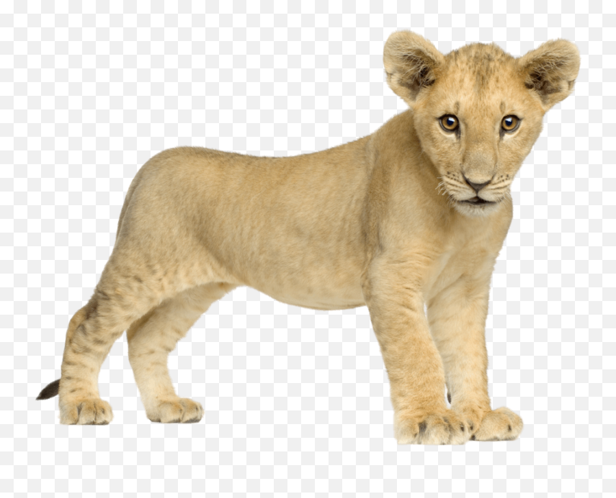 Baby Lion Front Transparent Png - Baby Lion Png,Lion Transparent