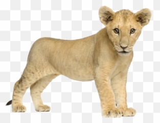 Baby Lion Front Transparent Png