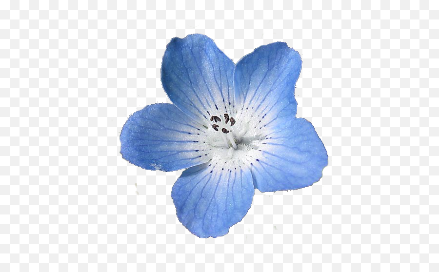 Blue Flowers Png Tumblr - Baby Blue Eyes Flower,Blue Flowers Png