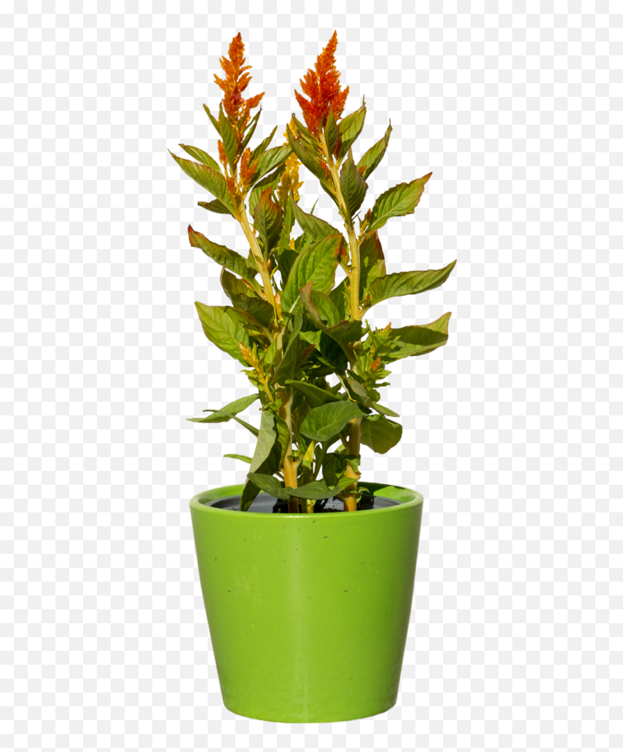 Flower Plants Png - Plants,Plant Png