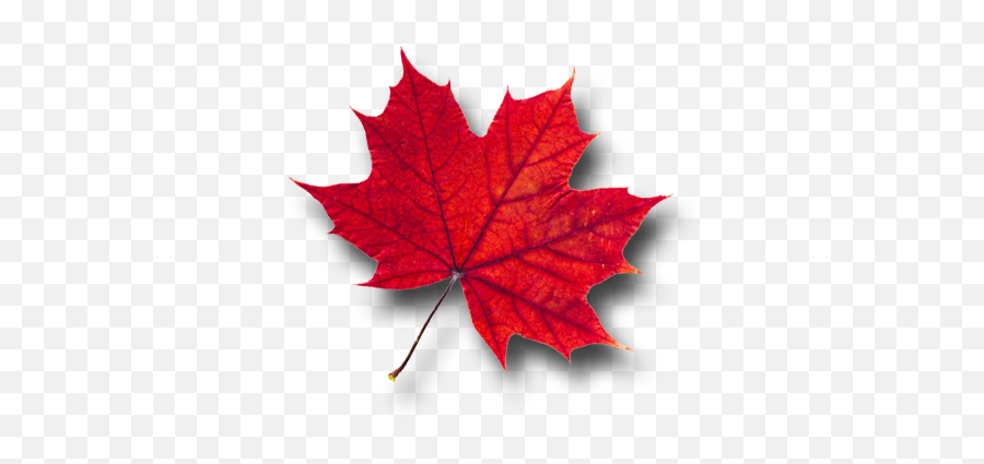 Maple Leaf Png Picture - Red Maple Leaf Transparent,Canada Maple Leaf Png