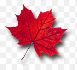 Maple Leaf Png Picture - Red Transparent
