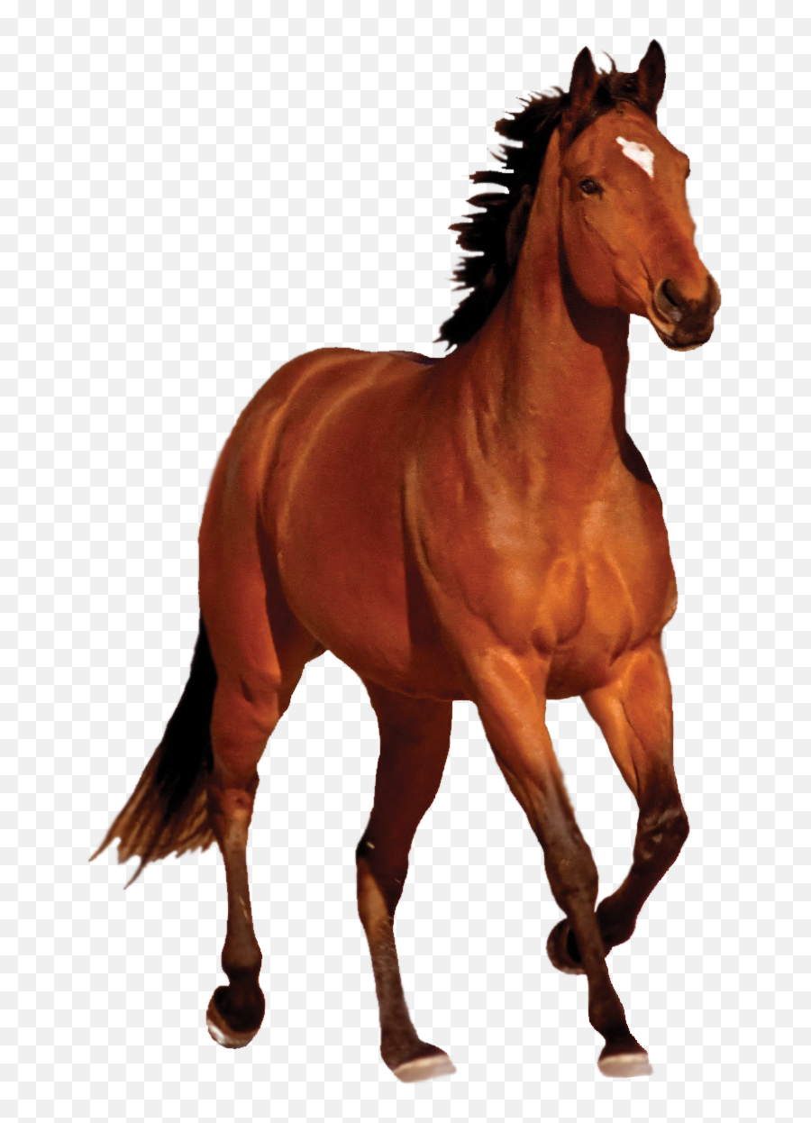Transparent Horse Hd - Horse Images Png,Horse Running Png