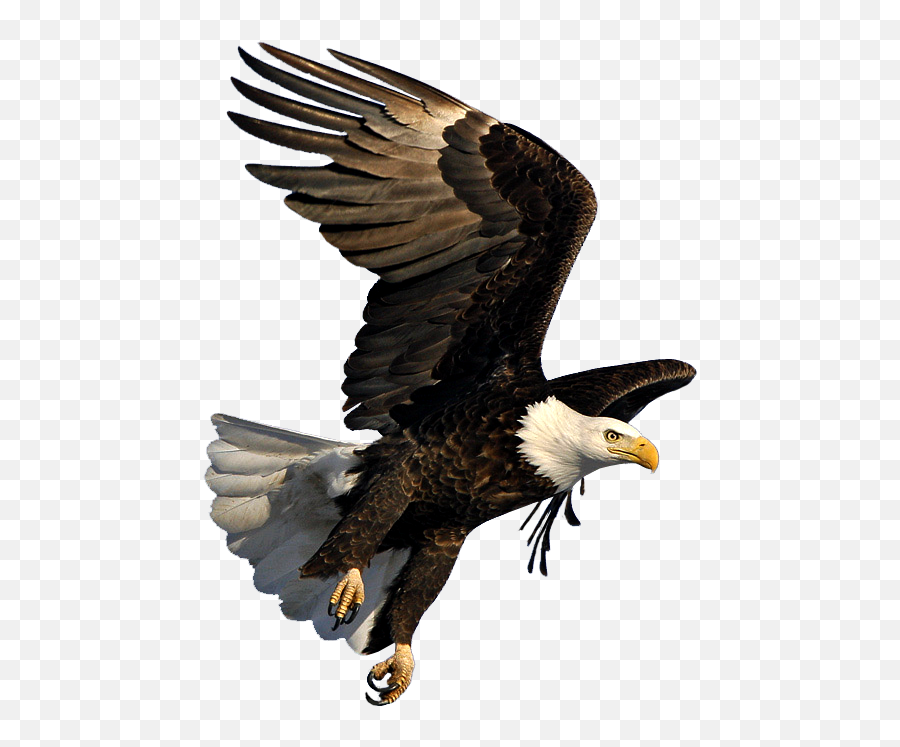 Bald Eagle Image Dmanisi Art - Bald Eagle Flying Png,Bald Eagle Transparent
