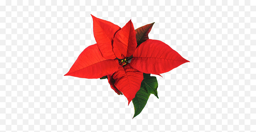 Png Transparent Images Pictures - Poinsettia,Poinsettia Png