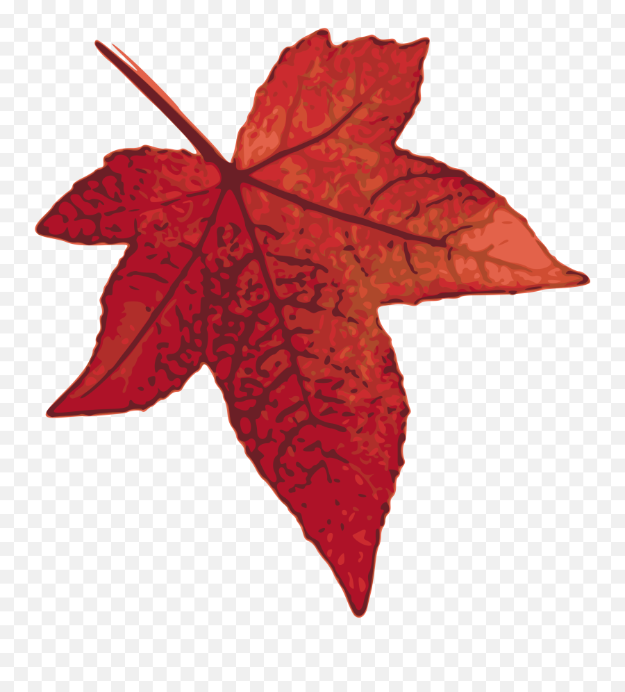 Clipart Leaves Maple Leaf - Maple Leaf Clip Art Png,Japanese Maple Png