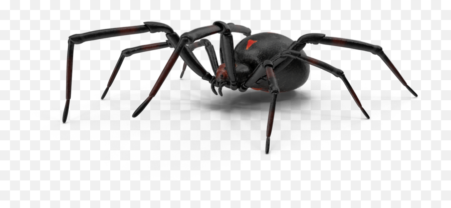 Spiders - Pest Library Black Widow Png,Black Widow Png