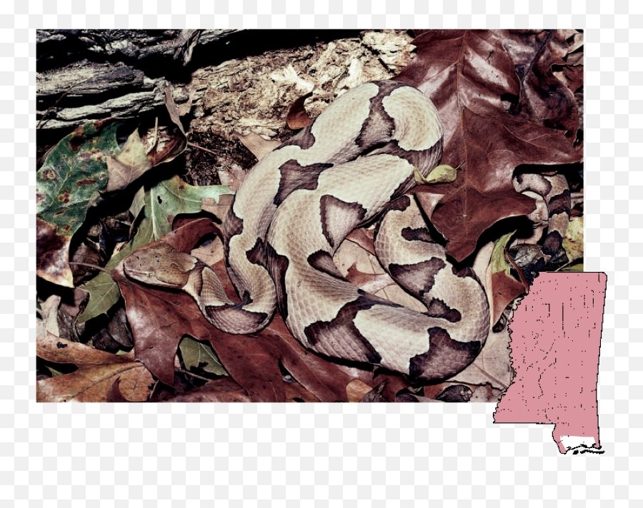 Mdwfp - Venomous Snakes Of Mississippi Northern Copperhead Png,Snake Scales Png