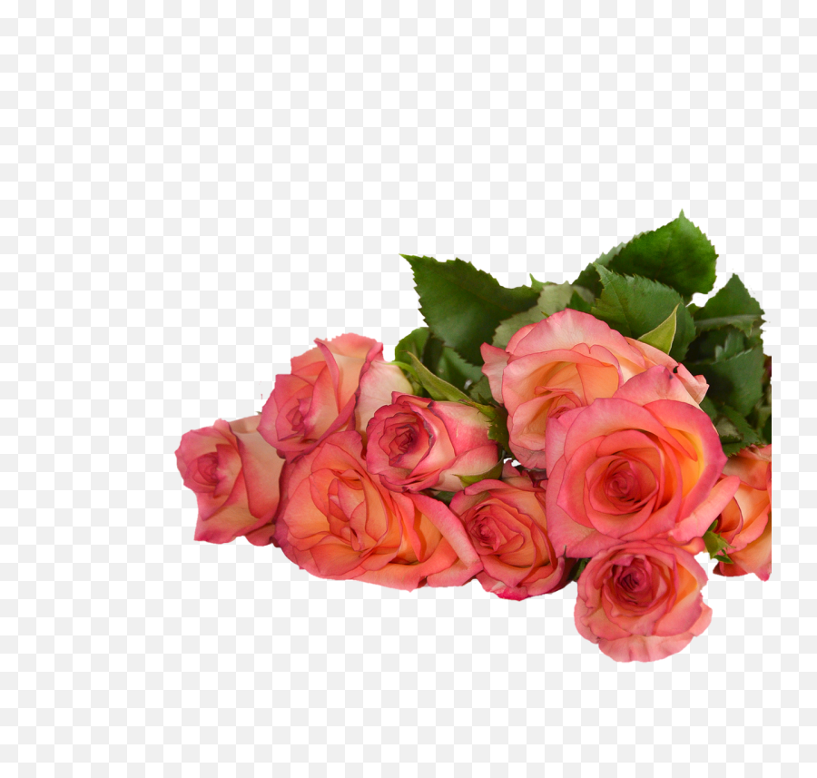 Rose Flowers Nature Transparent - Free Photo On Pixabay Rose Flowers With Transparent Background Png,Rose Transparent