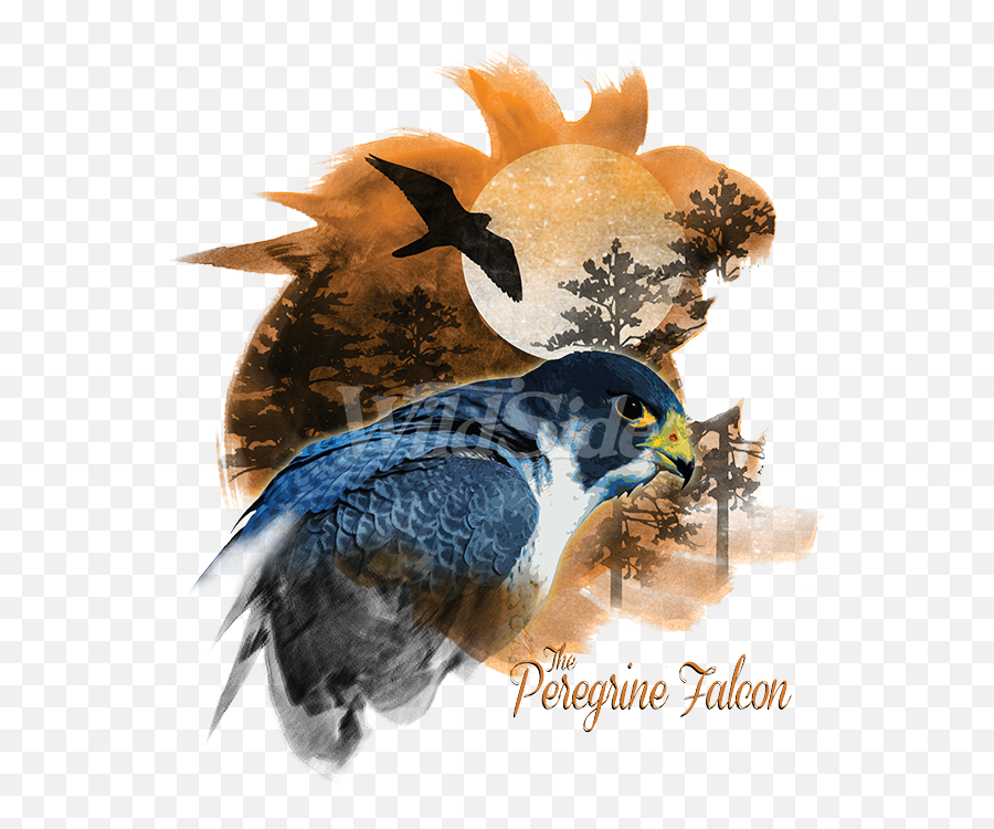 Peregrine Falcon Png - Birds Of Prey Peregrine Falcon Swallow,Falcon Png