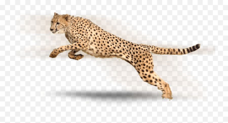 Cheetah High - Cheetah Transparent Background Png,Cheetah Png
