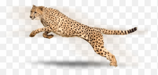 Cheetah High - Cheetah Transparent Background Png,Cheetah Png