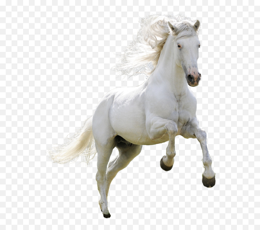 Mongolian Horse Arabian Ferghana Akhal - Teke Pony White Horse Png,Horse Transparent Background