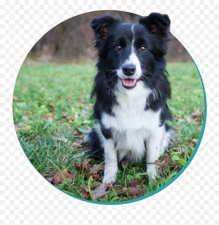 Border Collie - Doggos Border Collie Puppy Png,Border Collie Png