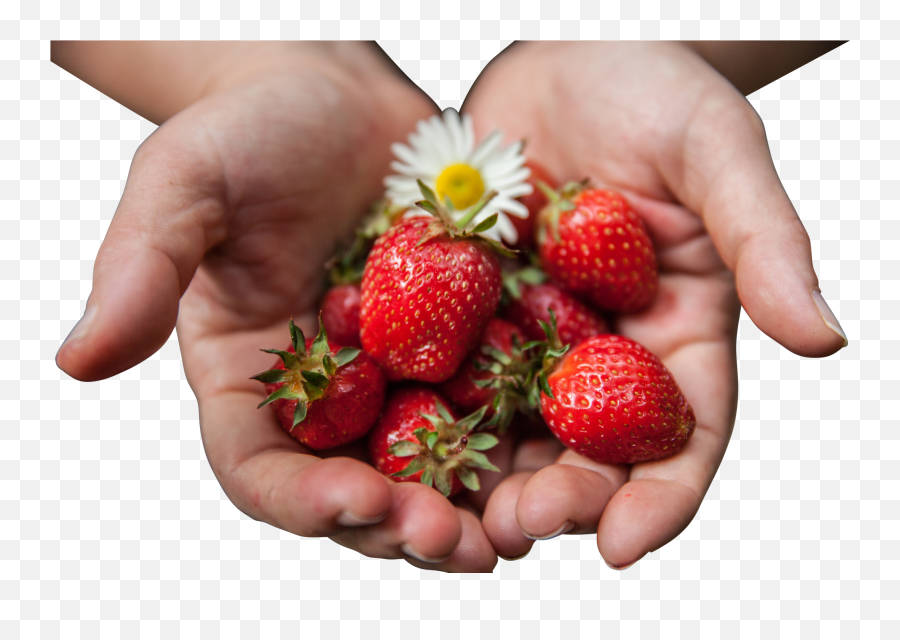 Strawberries With Flower In Palms Png Image For Free Download - Strawberry,Palms Png