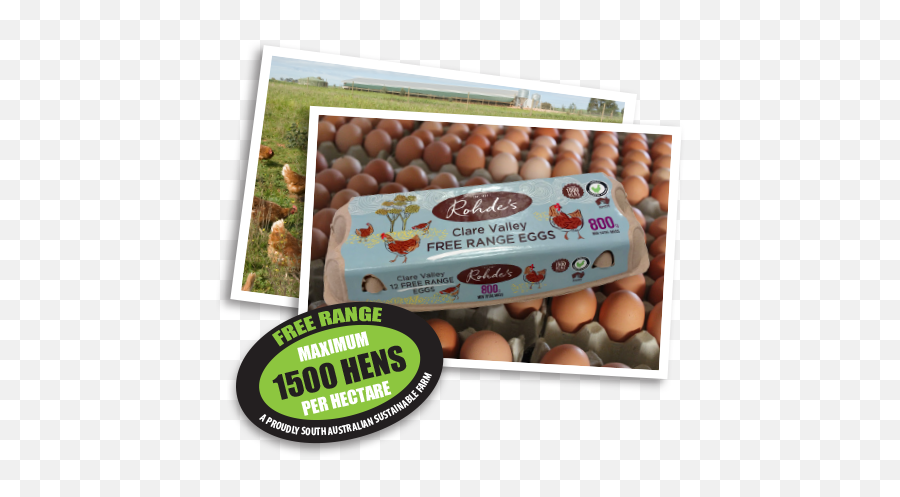 Home - Rohdeu0027s Free Range Eggs 1500 Hens Per Hectare Png,Egg Transparent
