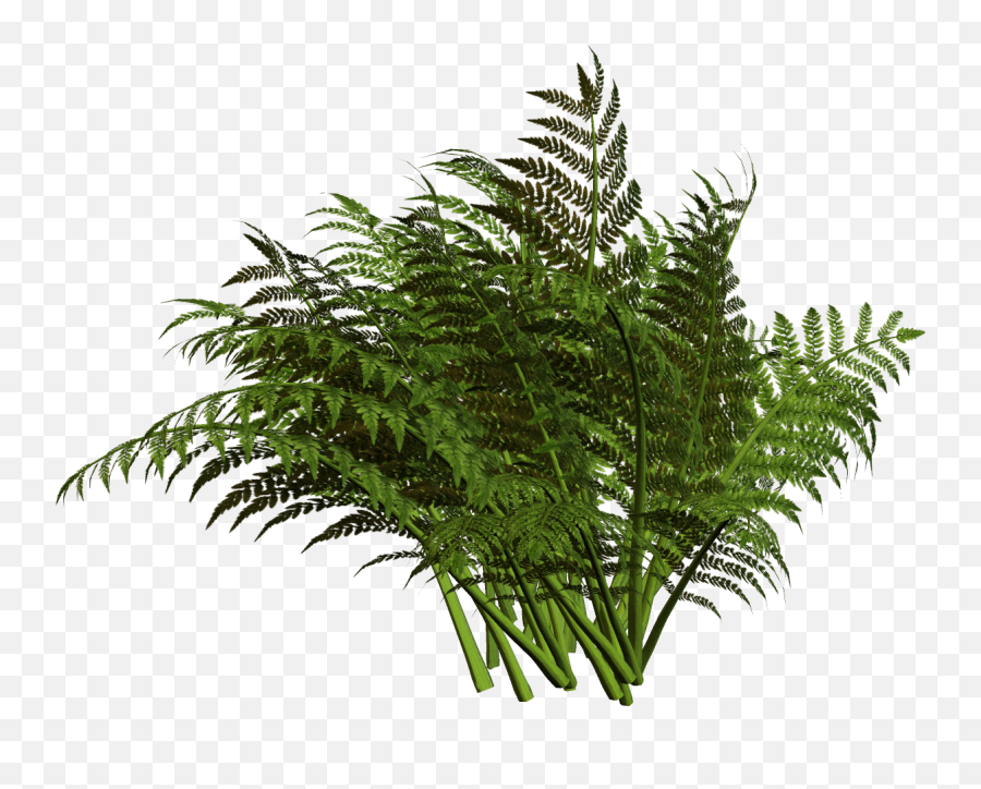 Fern Plant Png Transparent Ferns