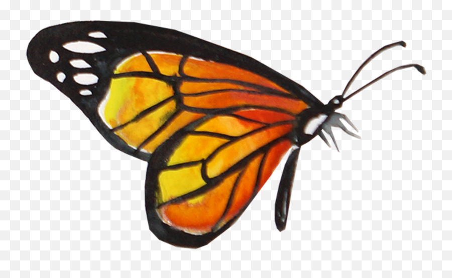 Download Monarch Butterfly Transparent Background Hd Png
