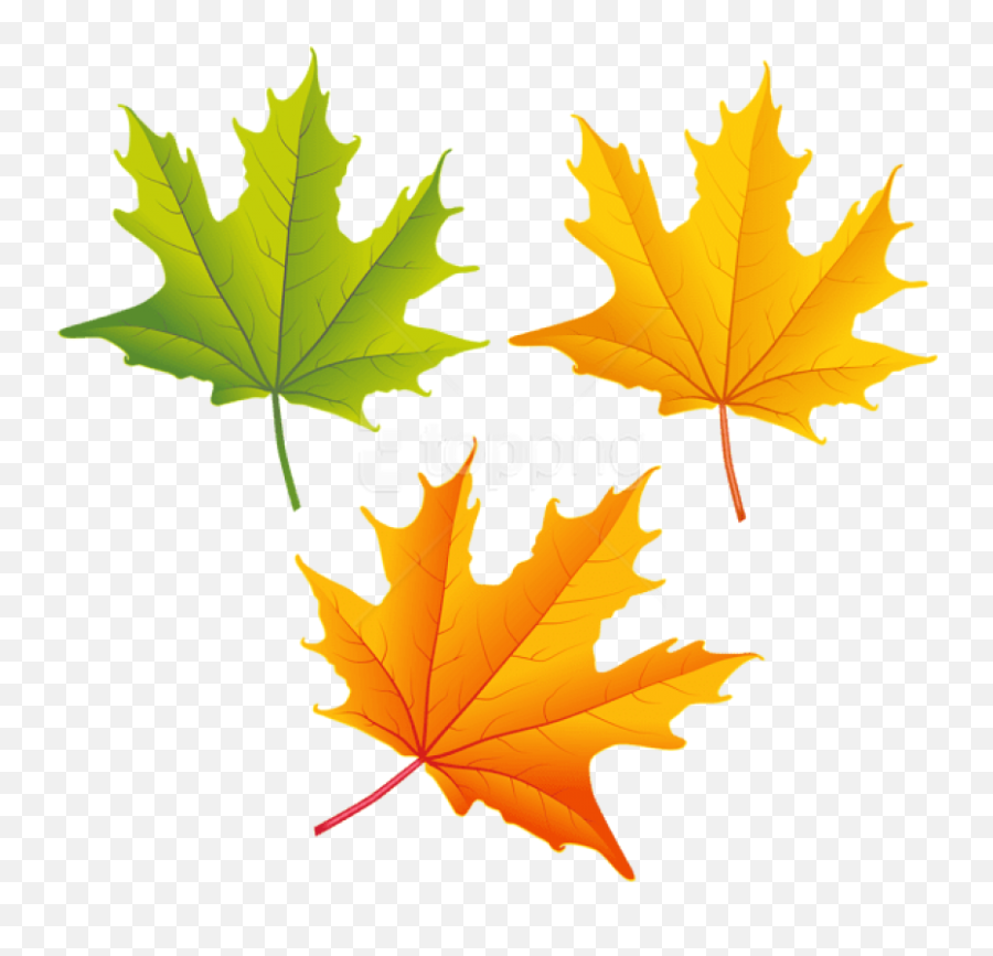 Fall Leaves Clipart High Resolution - Transparent Fall Free Autumn Leaves Clipart Png,Fall Leaf Png