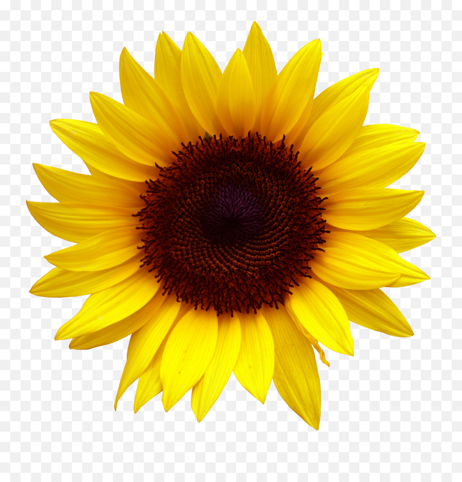 Clipart Sunflower Png - Sunflower Png,Sunflower Clipart Png
