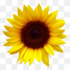 Clipart Sunflower Png