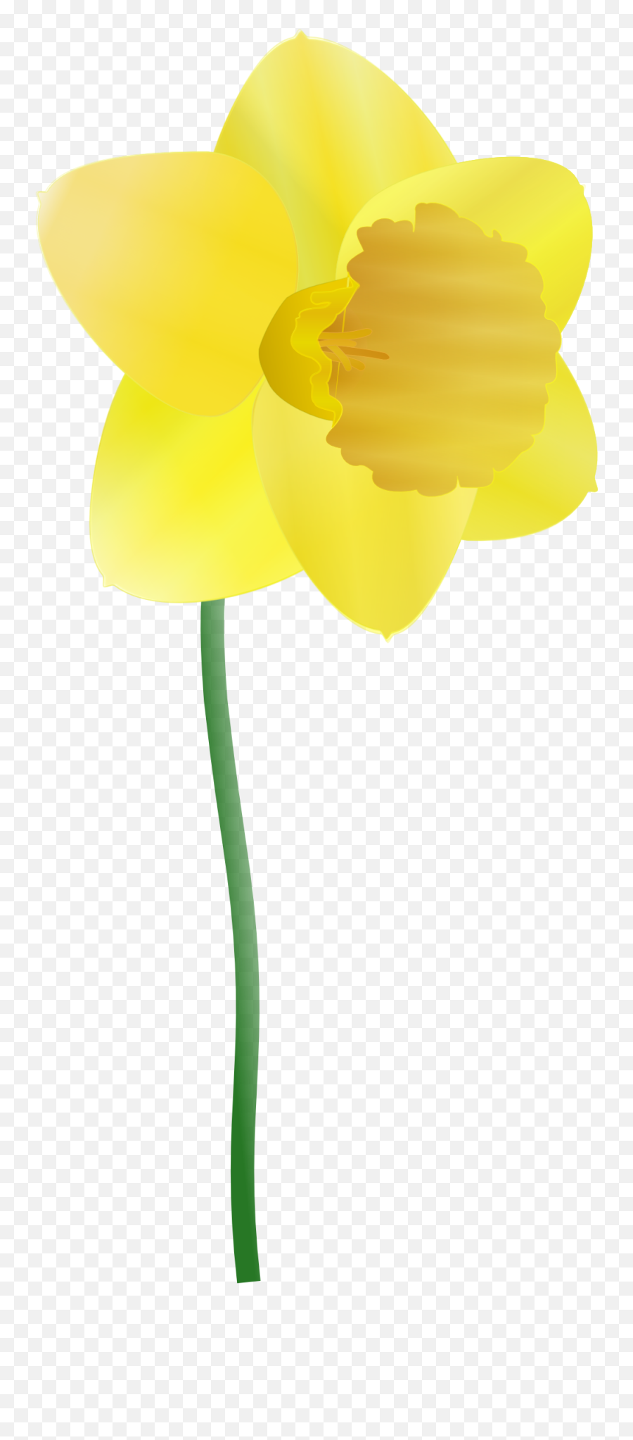 Daffodil Png Clip Arts For Web - Cartoon Daffodils,Daffodil Png