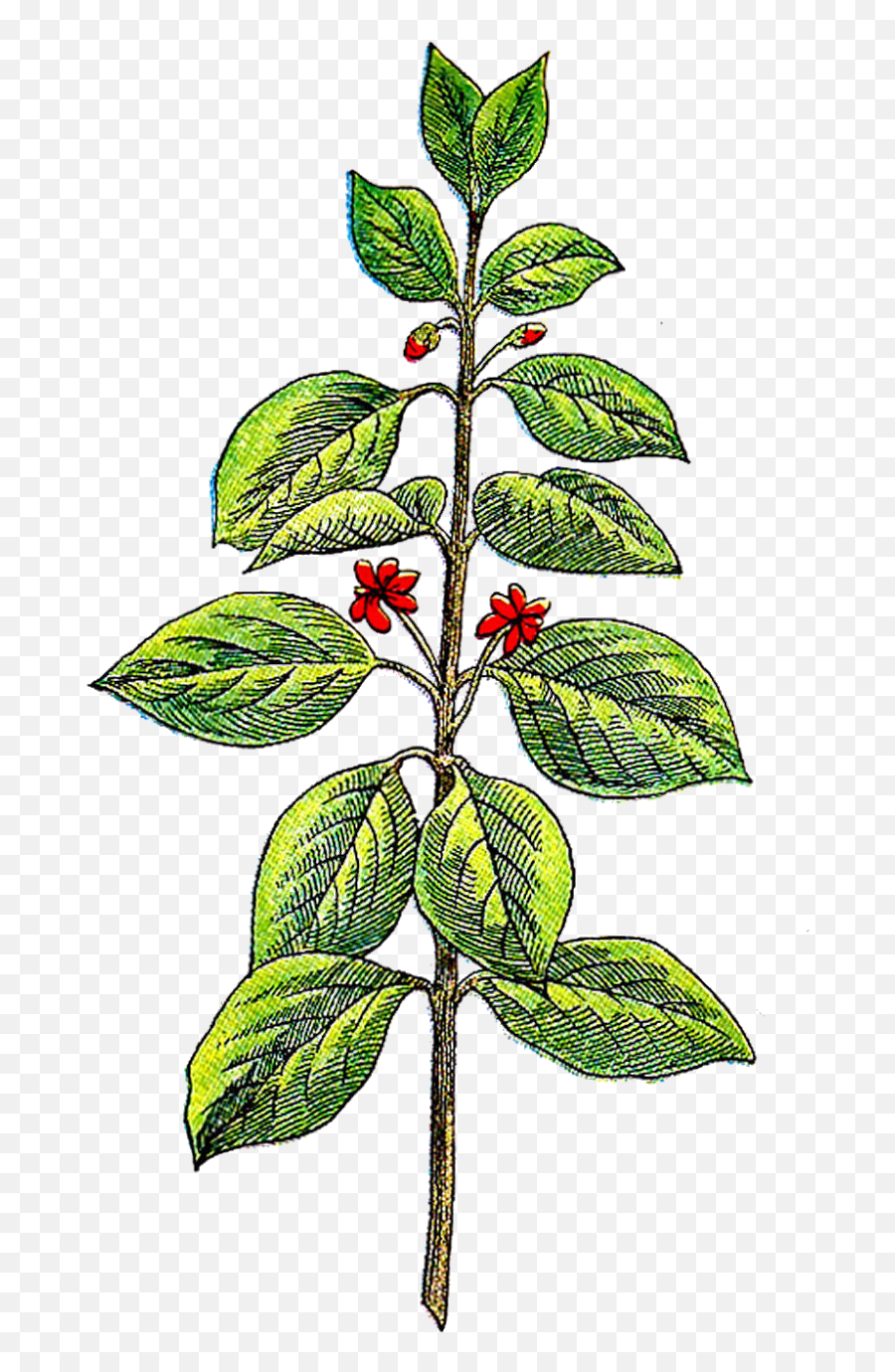 Herbs Plant Clipart - Herbs Plants Clipart Png,Herb Png