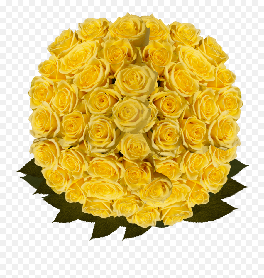 Best Bulk Yellow Roses - Floribunda Png,Yellow Roses Png