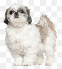 Shih Tzu Dog Breed Information - Shih Tzu 5 Years Old Png,Shih Tzu Png