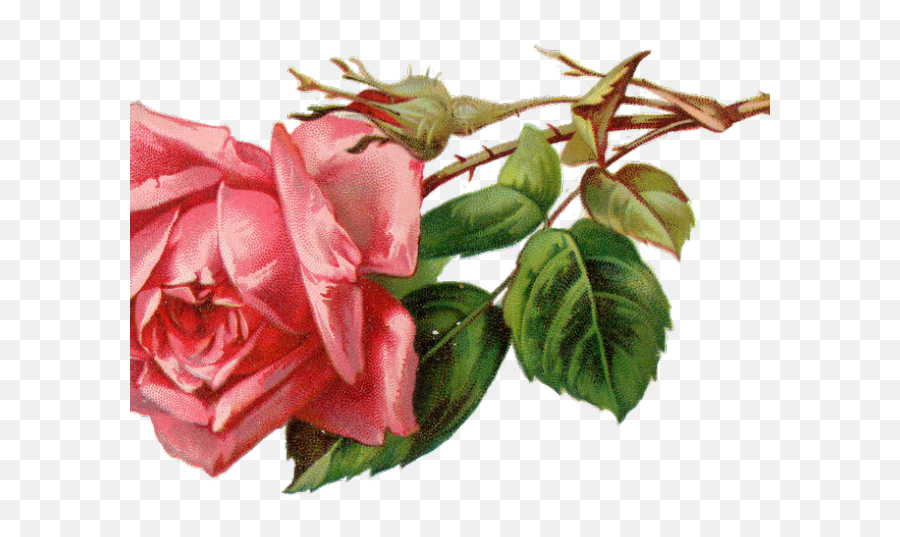 Free Rose Clipart - Vintage Rose Clipart Png Download Vintage Rose Clipart Pink,Vintage Flower Png