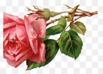 Free Rose Clipart - Vintage Png Download Pink