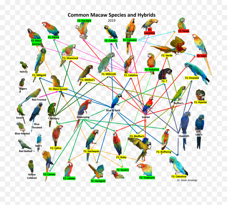 Macaw Species And Hybrids - Eevin Jennings Phd Vertical Png,Preserved Icon Af1