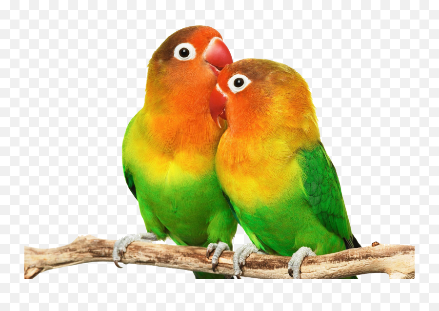 Picture Library Png Files - Love Birds Png Hd,Parrot Transparent Background