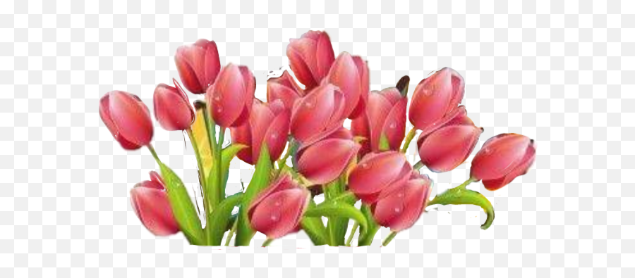 Flowers Tulips Growth Pink - Sticker By Carrie Fouts March 8 Png,Tulip Transparent