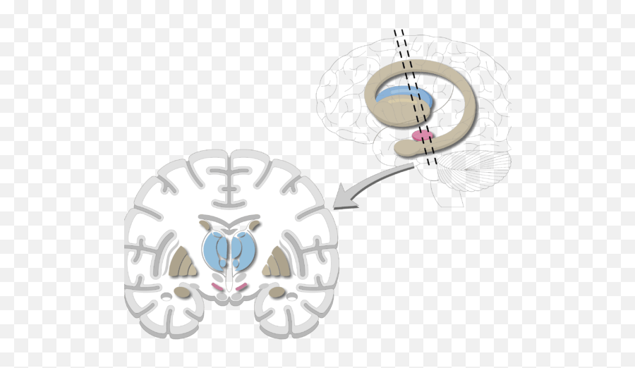 Basal Nuclei Ganglia Brain Labeed Png Reaction - Test Your Reflexes Icon