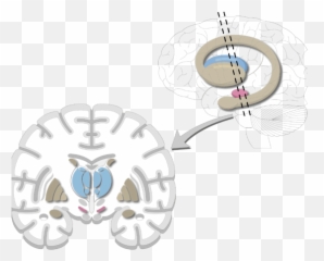 Basal Nuclei Ganglia - Brain Labeed png