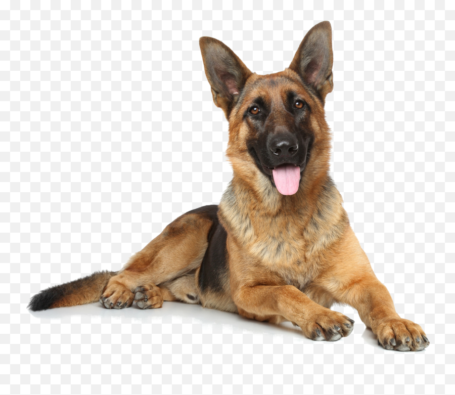 The Farm Online Adoption Form - The Farm Dog Rescue Full Grown German Shepherd Png,Puppy Transparent Background