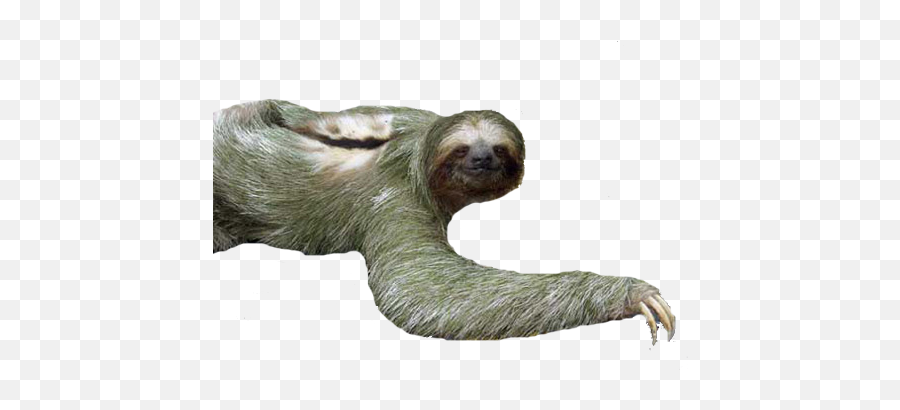 Sloth Png - Sloth With White Background,Sloth Png