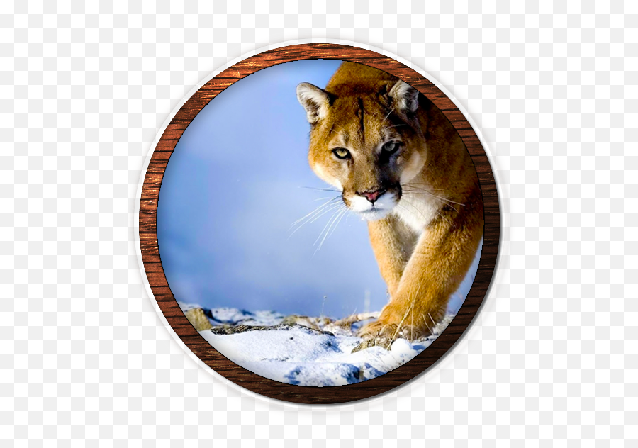 Download Hd Mountain Lion Fvwd - Desktop Wallpaper Hd 1080p Png,Mountain Lion Icon