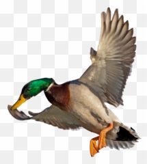 Duck Hunt Png - Duck Hunting Png,Duck Hunt Png