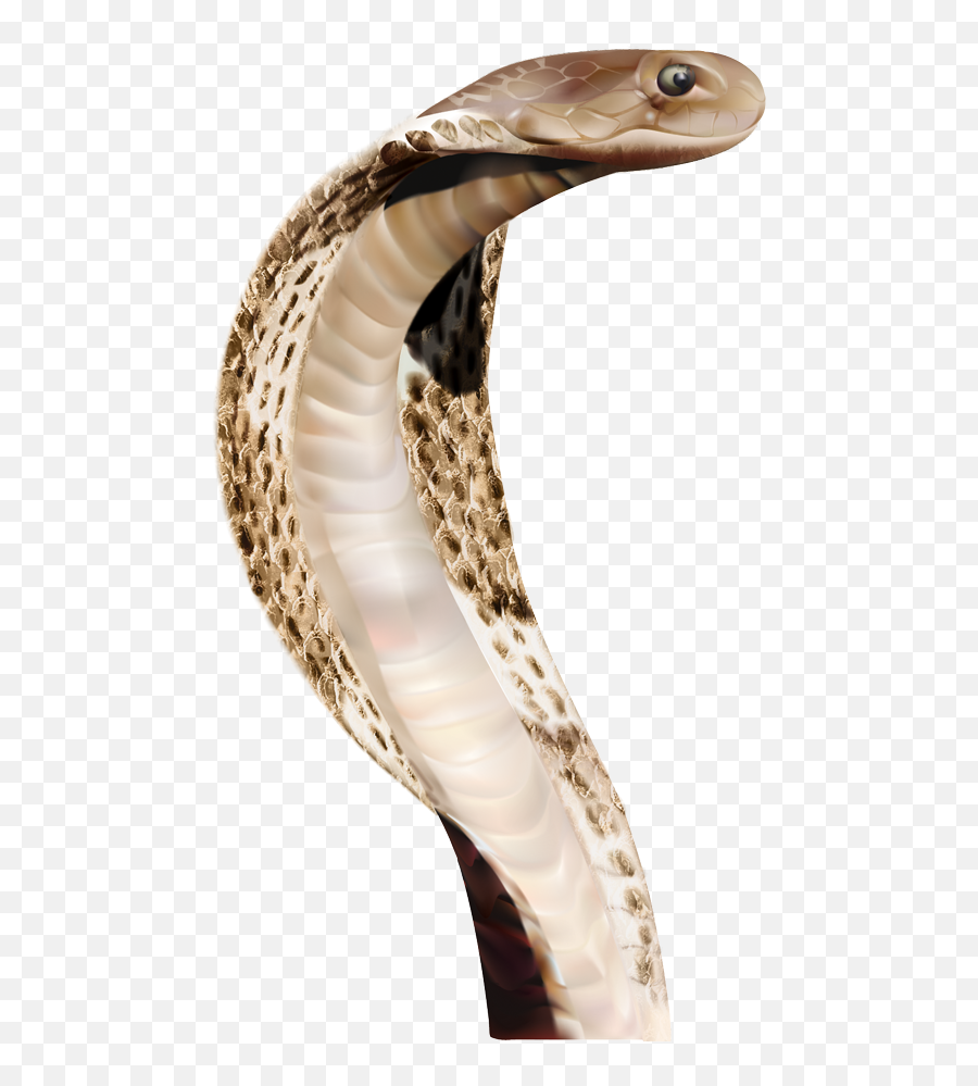 Snake Transparent Png Image - Transparent Background Snake Head Png,Serpent Png