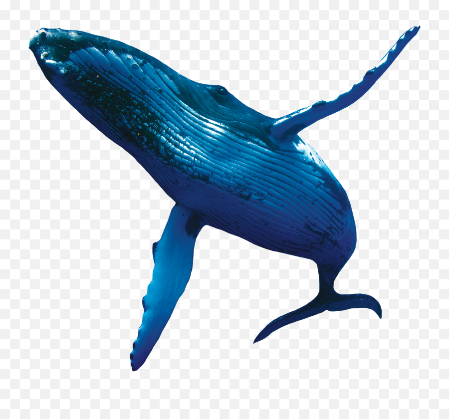 Download Humpback Whales - Humpback Whale Png,Humpback Whale Png