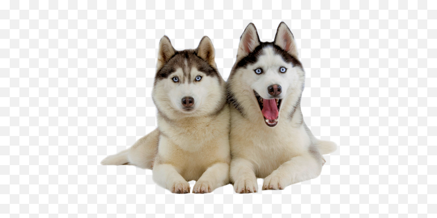 Husky Png - Download Hd Wallpapers Husky Puppy,Husky Png