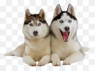Husky Png - Download Hd Wallpapers Husky Puppy,Husky Png