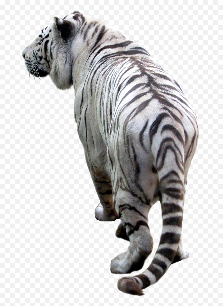 Download Hd Tiger Png Image - White Tiger Clear Background,Tigers Png